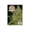 Fair Seeds Orange Bud Diesel 10ks