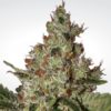 Acid fem Paradise Seeds 3 ks