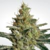 Allkush fem Paradise Seeds 10 ks