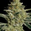 paradise seeds Allkush 5ks fem.