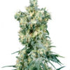 Sensi Seeds American Dream 10ks Regular