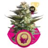 Royal Queen Seeds Amnesia Haze 10ks