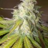 Paradise Seeds Atomical Haze 3ks