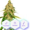 Auto White Widow CBD - 10 ks samonakvitacie semienka Cannapio