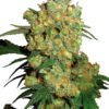 Sensi Seeds Big Bud 10ks