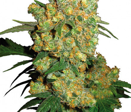 Sensi Seeds Big Bud 10ks reg.