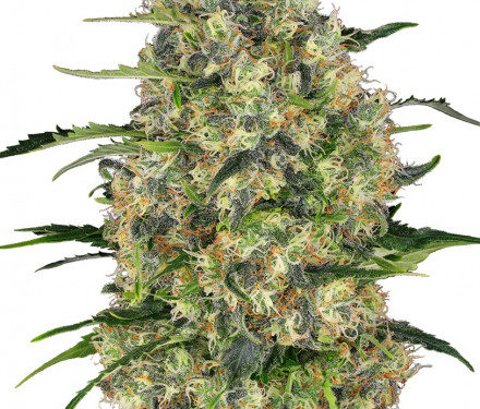 Sensi Seeds Black Domina 10ks Regular