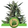 Blue Cheese - fem. a samonakvétací semínka 5ks Royal Queen Seeds