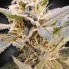 CBDelight - feminizovaná semienka 10ks Paradise Seeds