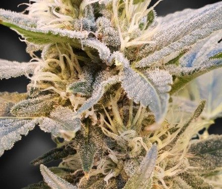 CBDelight - feminizovaná semienka 10ks Paradise Seeds