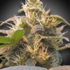 CBDenergy - feminizovaná semienka 3ks Paradise Seeds