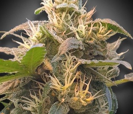 CBDenergy - feminizovaná semienka 3ks Paradise Seeds