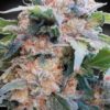 CBDream - 3ks feminizovaná semienka Paradise Seeds