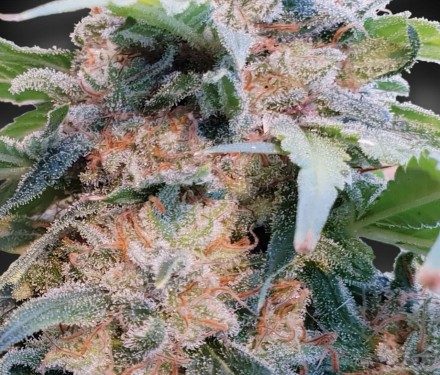 CBDream - 3ks feminizovaná semienka Paradise Seeds