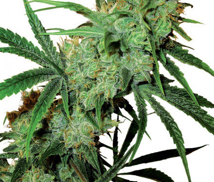 Sensi Seeds Fruity Juice 10ks Regular