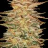 Ice Cream fem Paradise Seeds 10 ks