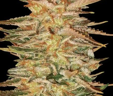 Paradise Seeds Ice Cream 3 ks