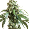 Sensi Seeds Jack Flash 10ks Regular