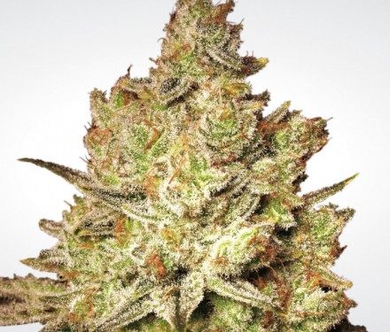 Paradise seeds Jacky White 10ks