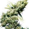 Jamaican Pearl - 10 ks feminizovaná semená Sensi Seeds