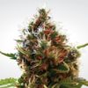 Lucid Bolt fem Paradise Seeds 10 ks