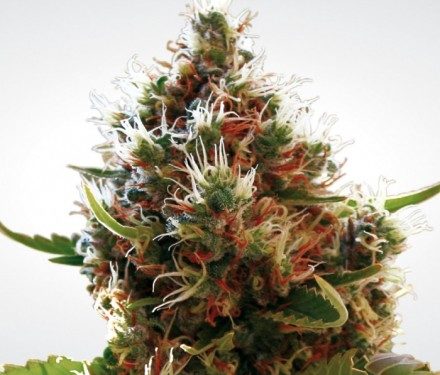 Lucid Bolt fem Paradise Seeds 10 ks