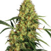 Sensi Seeds Mexican Sativa regular 10 ks