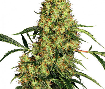 Sensi Seeds Mexican Sativa regular 10 ks