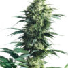 Sensi Seeds Mother's Finest regular 10 ks