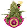 Royal Queen Seeds Northern Light 10ks