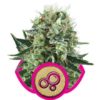 Royal Queen Seeds Bubble Kush 5ks