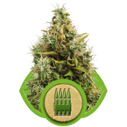 Royal Queen Seeds AK Automatic 3ks