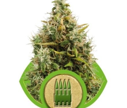 Royal Queen Seeds AK Automatic 5ks
