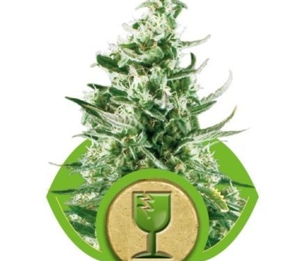 Royal Queen Seeds Royal Critical Automatic 3ks