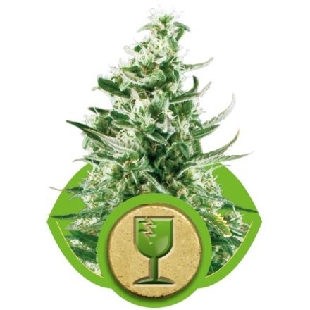 Royal Queen Seeds Royal Critical Automatic 3ks