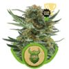 Royal Queen Seeds Royal Dwarf 3ks