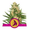 Fat Banana - feminizované semienka 5 ks Royal Queen Seeds