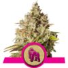 Royal Gorilla - feminizované semienka 5 ks Royal Queen Seeds