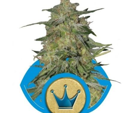 Royal Queen Seeds Royal Highness 10ks