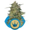 Royal Queen Seeds Royal Highness 3ks