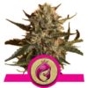 Royal Madre - feminizovaná semínka 3ks Royal Queen Seeds