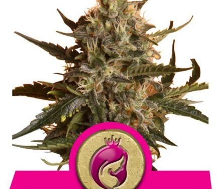 Royal Madre - feminizovaná semínka 5ks Royal Queen Seeds