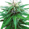 Sensi Seeds Ruderalis Indica regular 10 ks