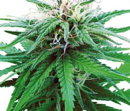 Sensi Seeds Ruderalis Indica regular 10 ks