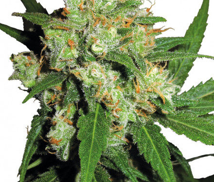 Sensi Seeds Sensi Skunk regular 10 ks