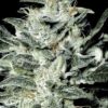 Paradise Seeds Sensi Star 10ks