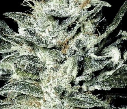 Paradise Seeds Sensi Star 10ks