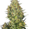 Sensi Seeds Shiva Skunk regular 10 ks