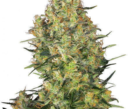 Sensi Seeds Shiva Skunk regular 10 ks