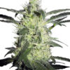 Sensi Seeds Silver Haze regular 10 ks